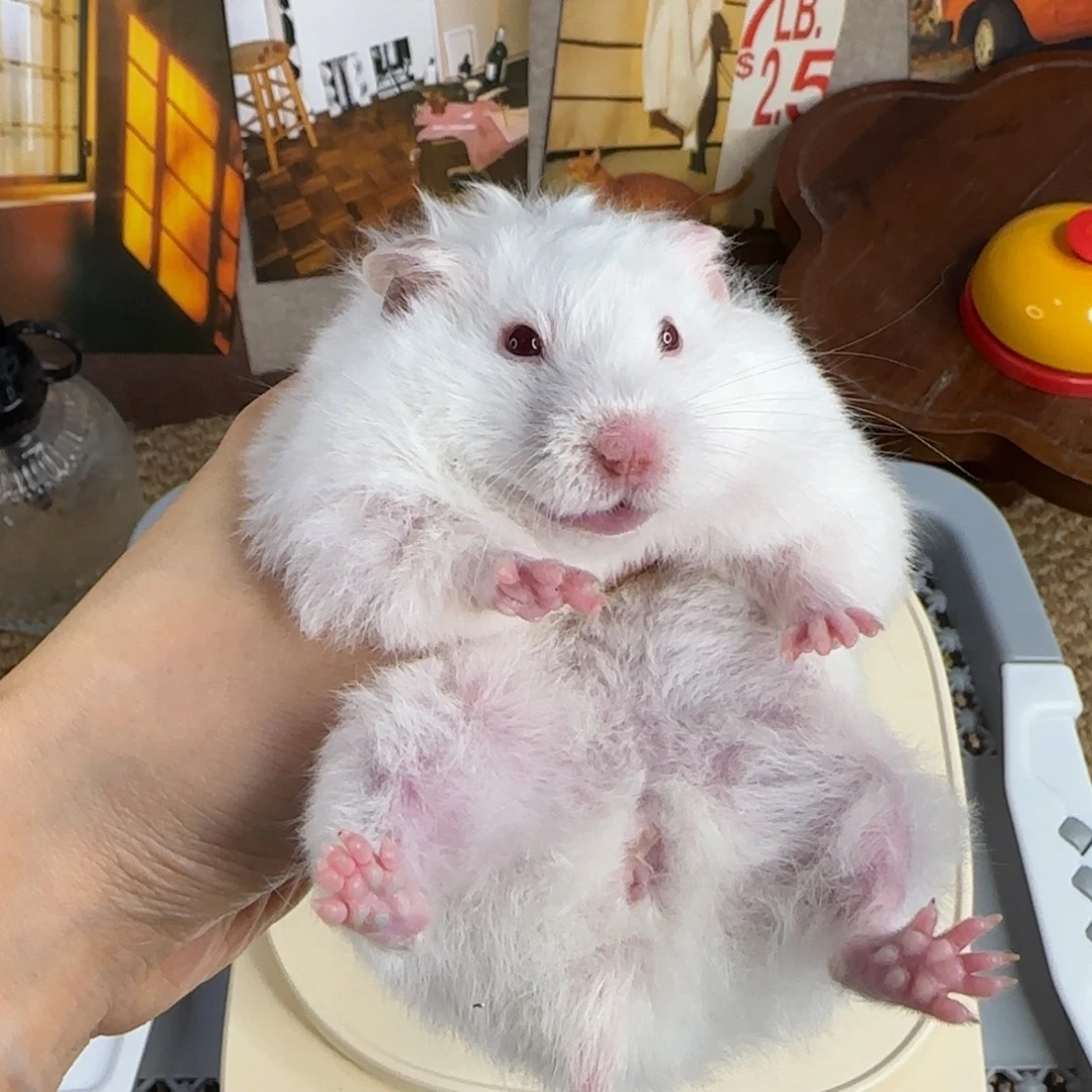 象牙白妹妹8个月183g