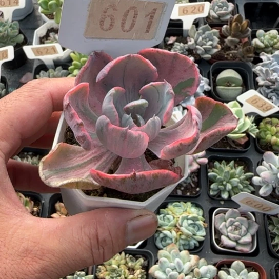 601雨滴锦一物一拍多肉