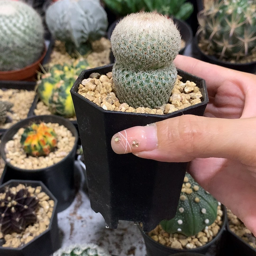 当前无花栽培后可以开花实生根月世界