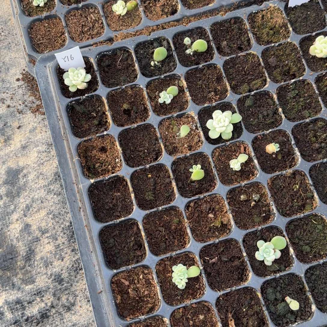 Y16 穴一个满25包邮