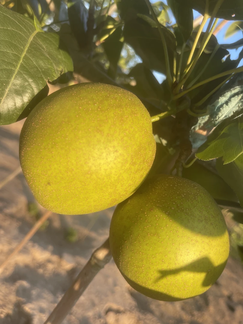 脆甜多汁翠冠梨水果包邮