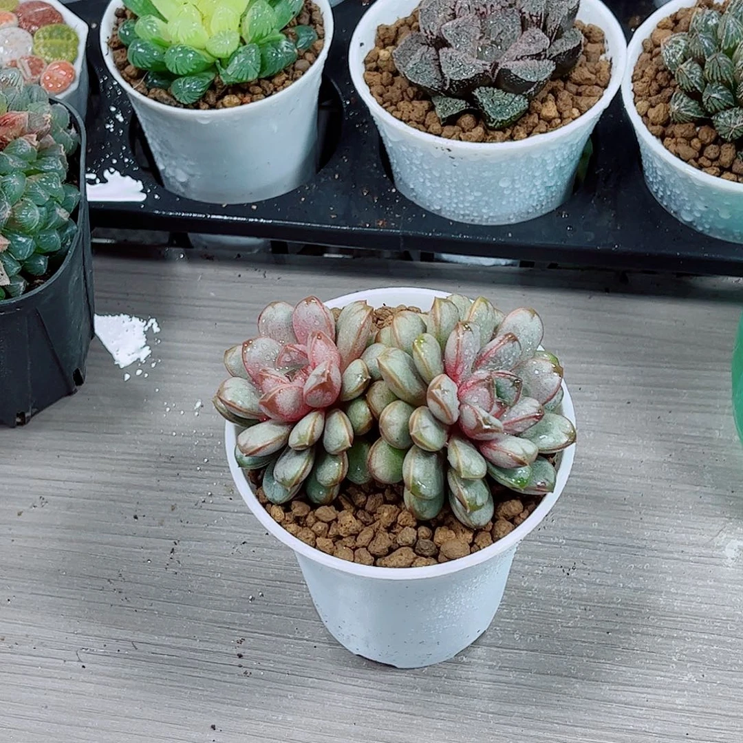 紫葡萄玉露一勿一拍