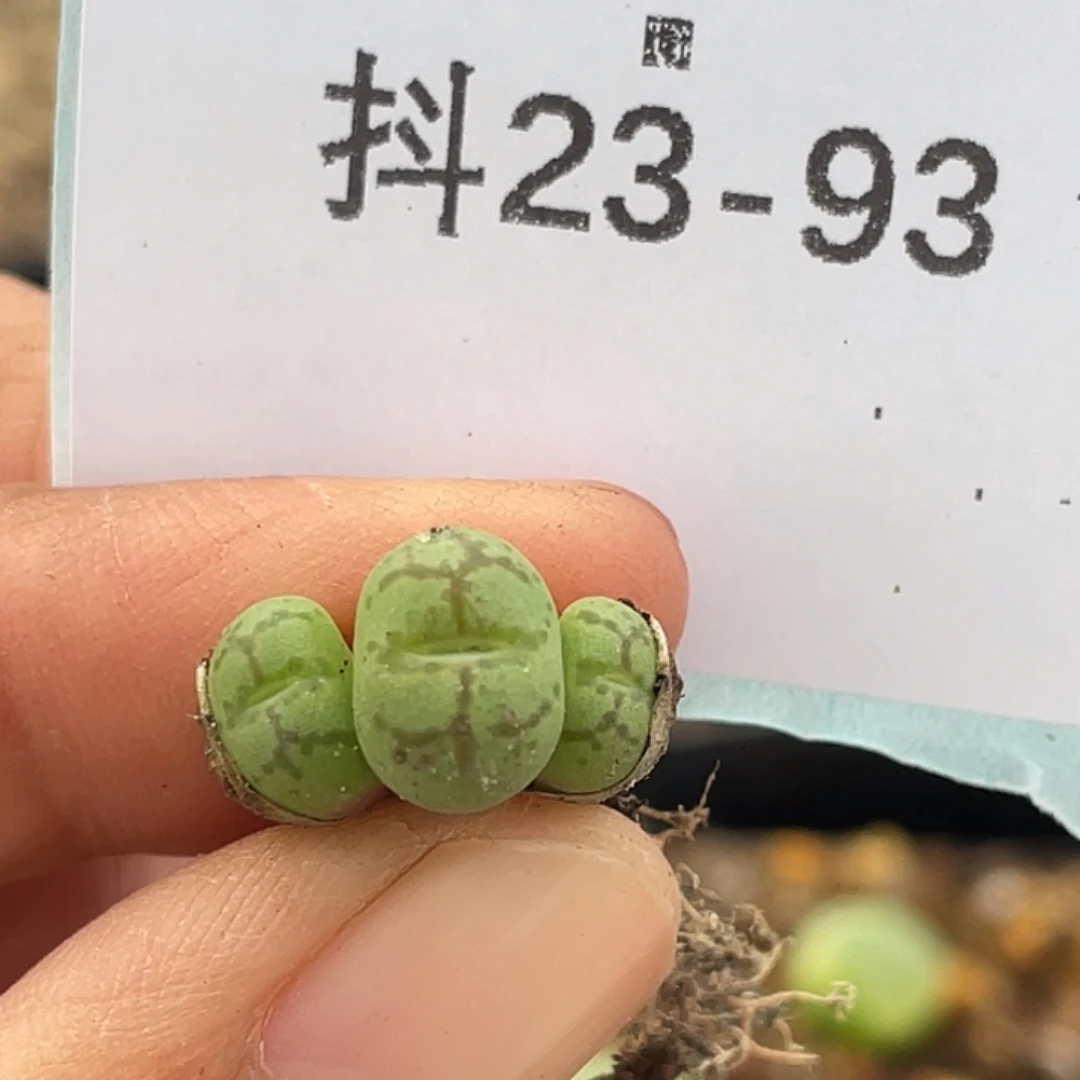 23-93猴多肉植物肉锥