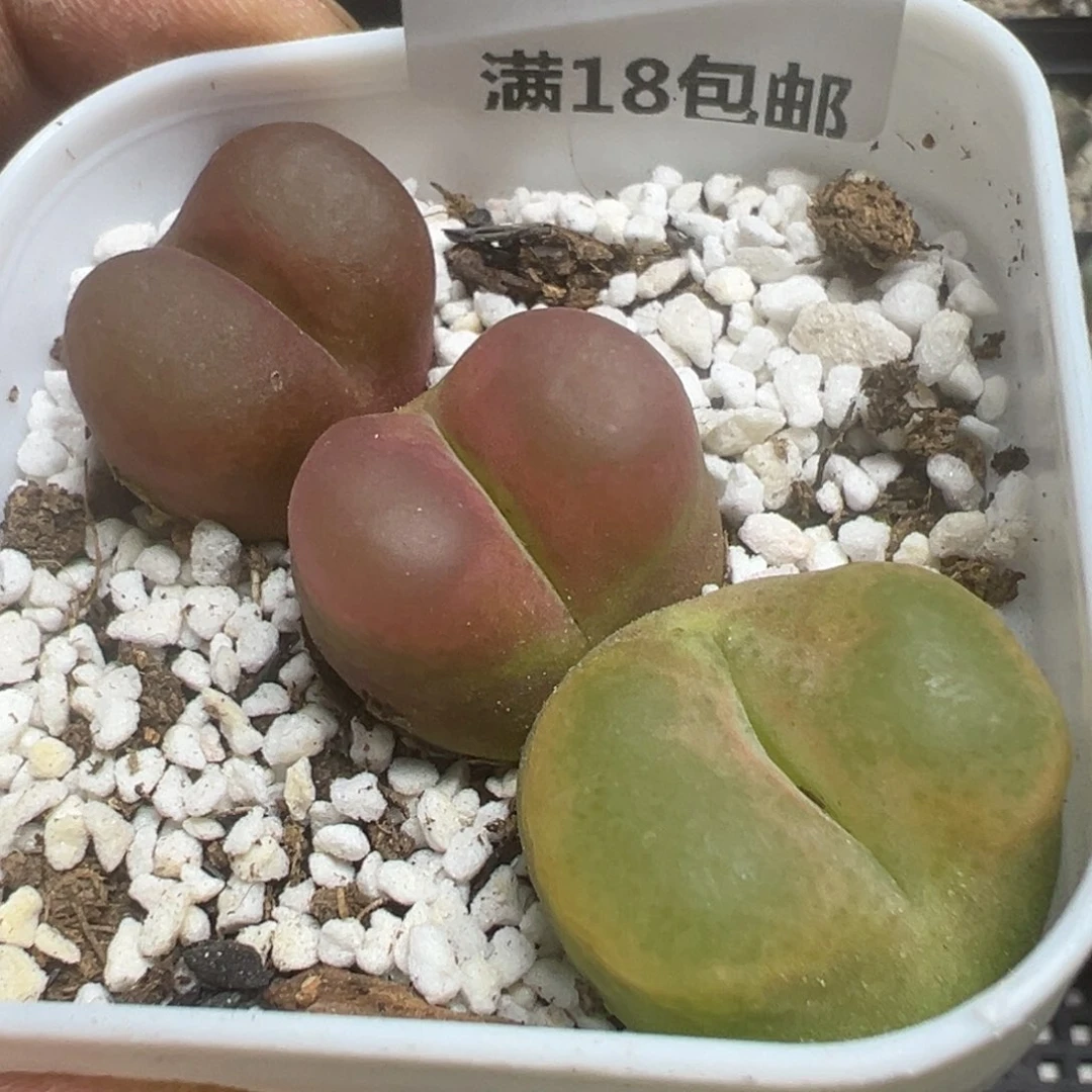【闪购商品】 147。