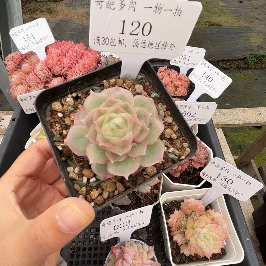 120 多肉脱土 群生不包整