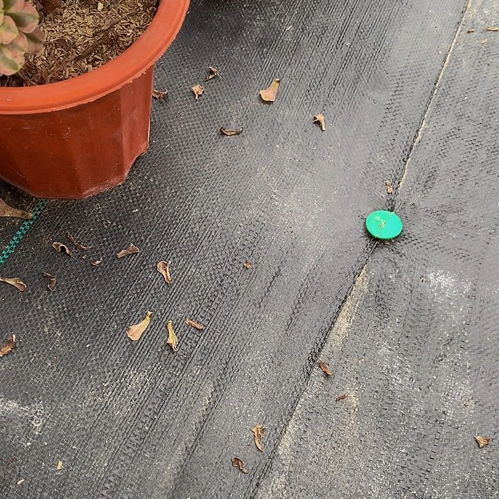 秋*0000发货寄养链接单