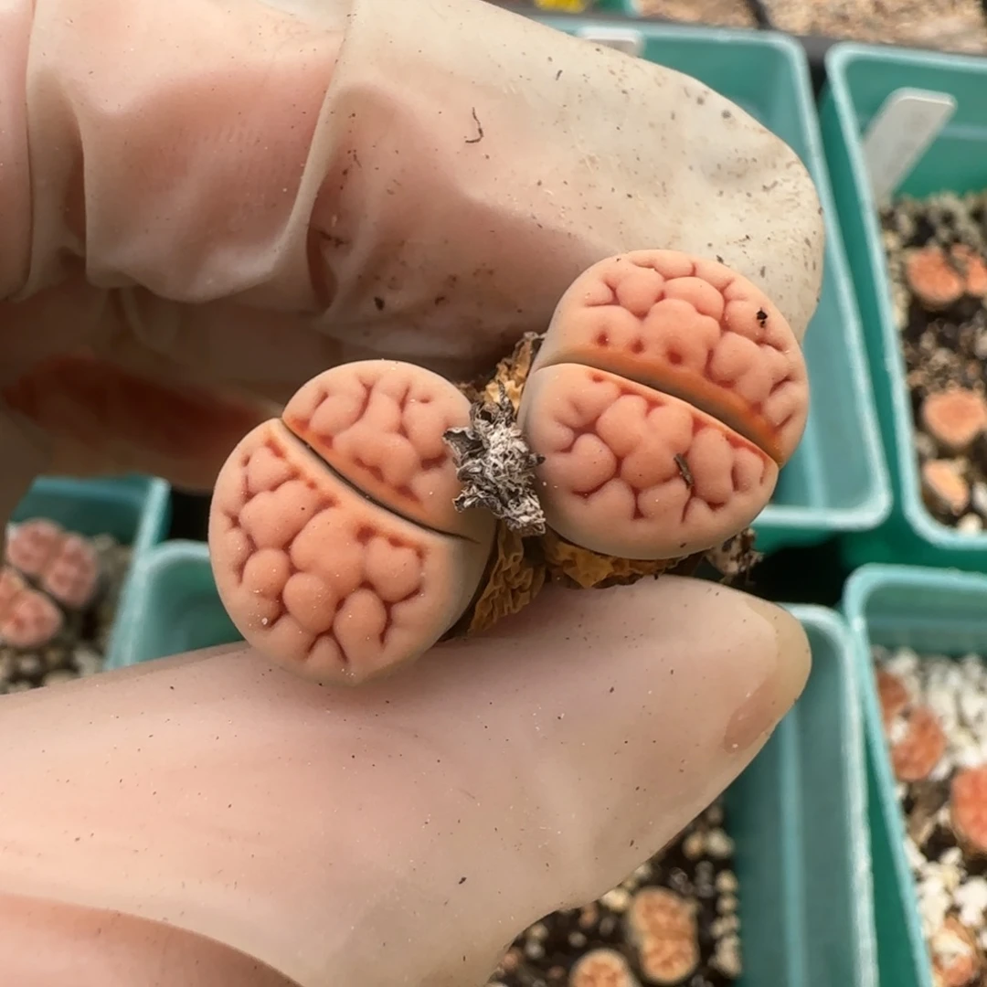 11.1 美美哒生石花。8093