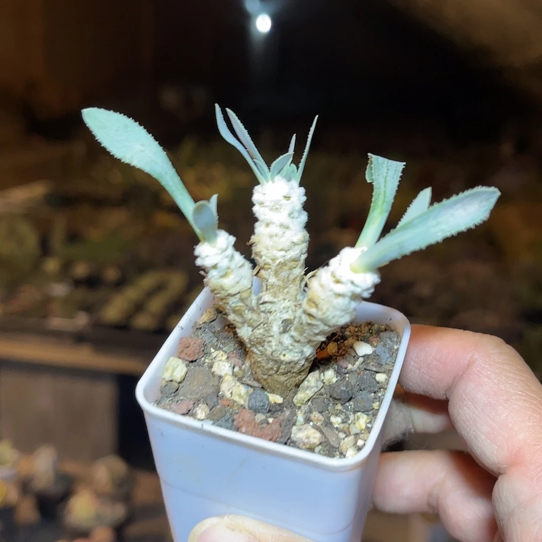 实生刨花厚敦菊一物一拍