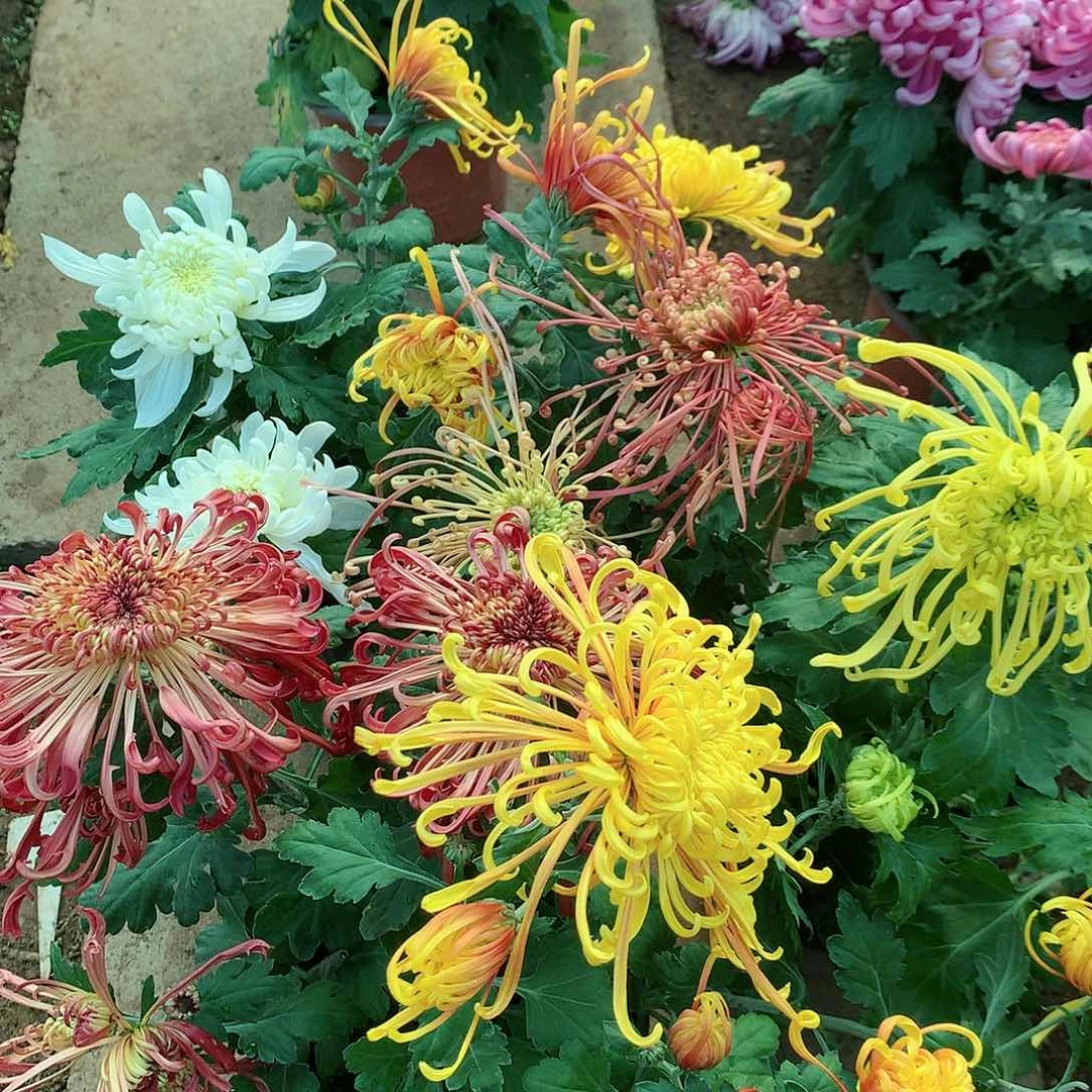 【闪购商品】完全开放多色随机一盆