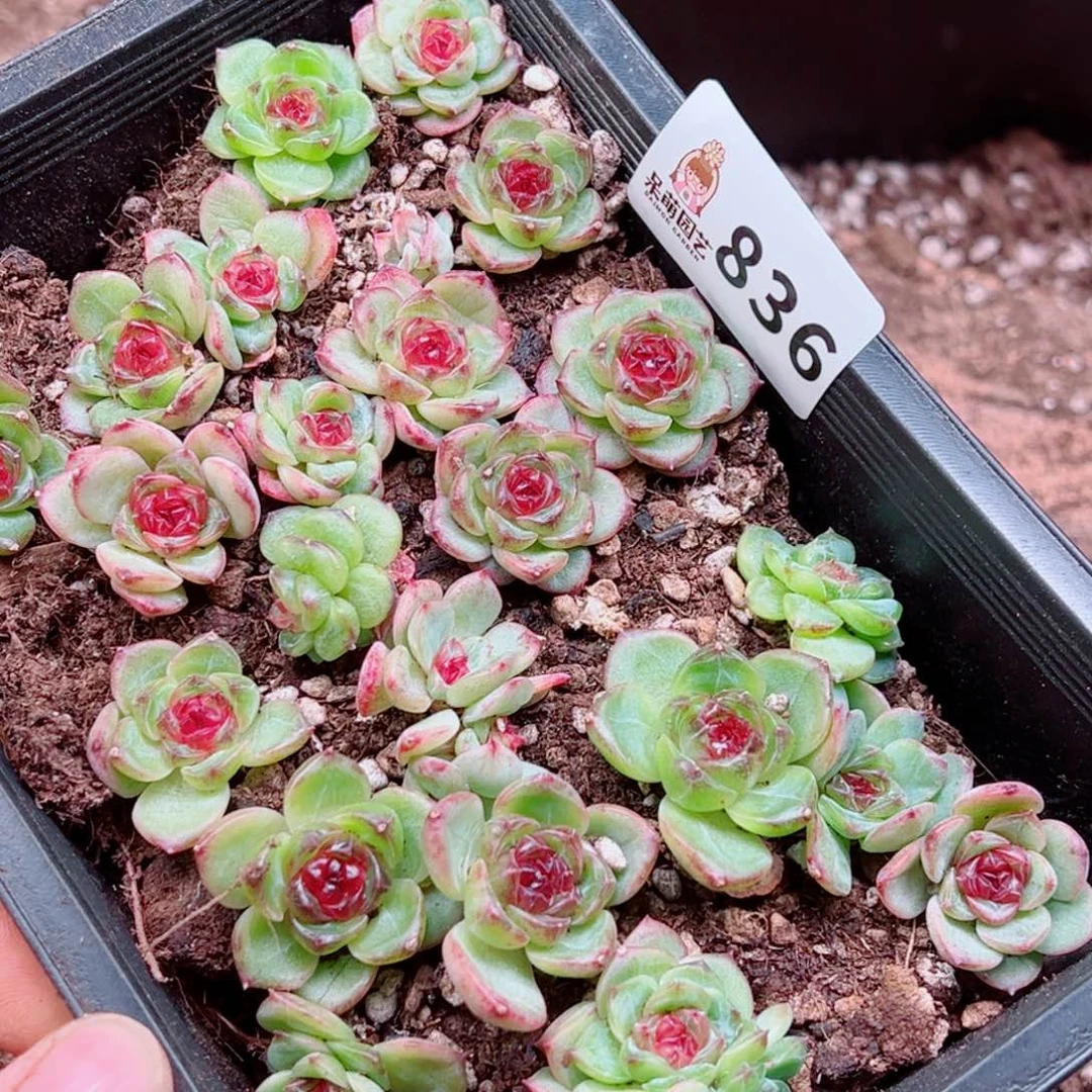 木***易多肉植物多肉植物