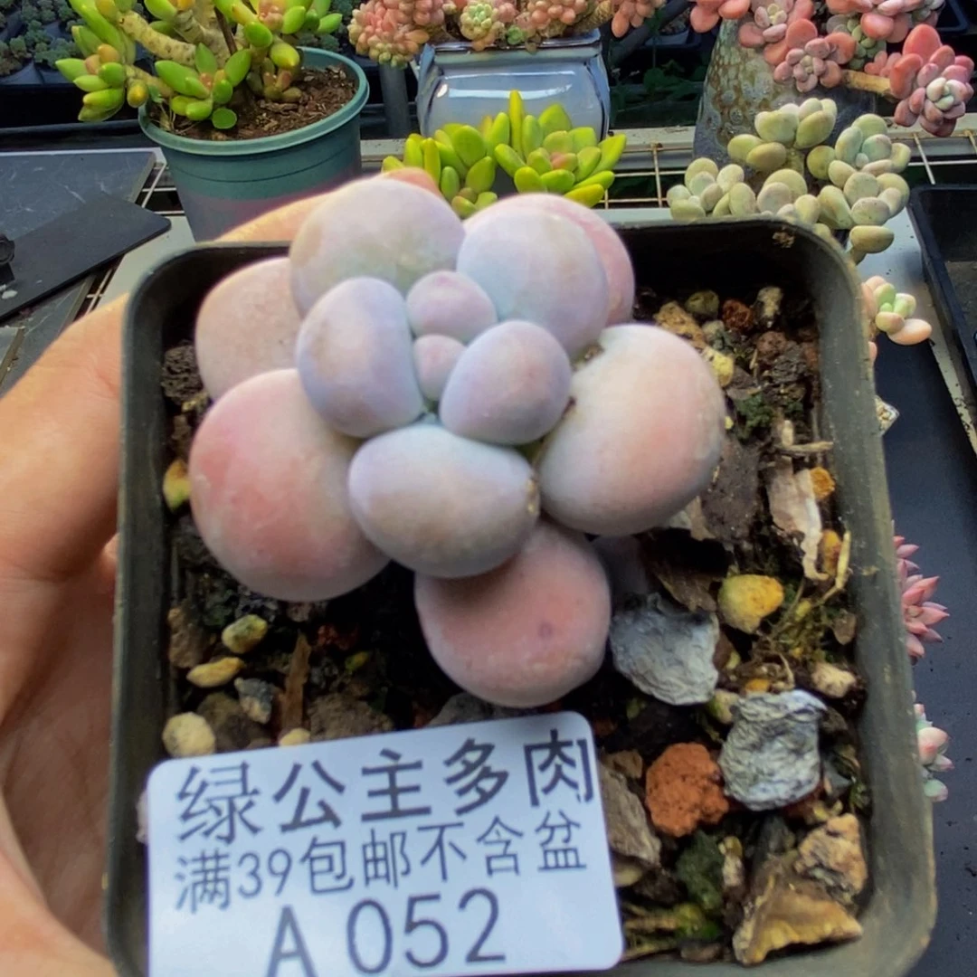 052芭比奶多肉4c m