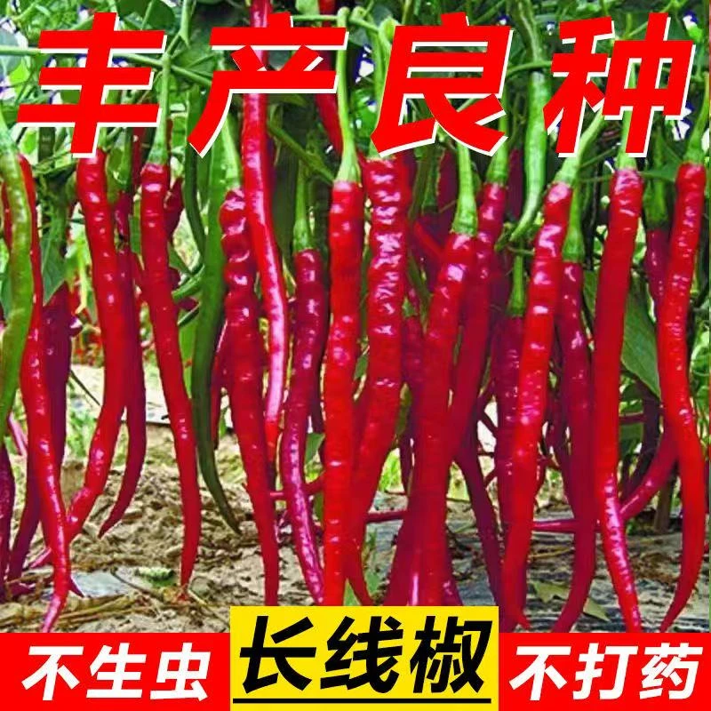 【全店满5包送1】新种8819长线椒种子薄皮香辣高产青红两用辣椒籽