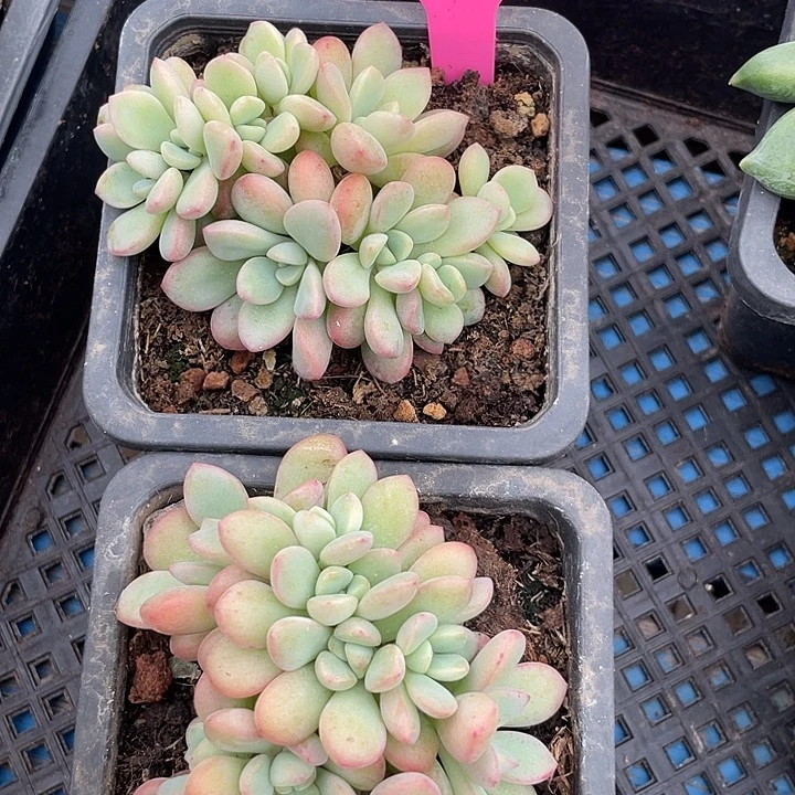 两盆冰清玉勒缀化58