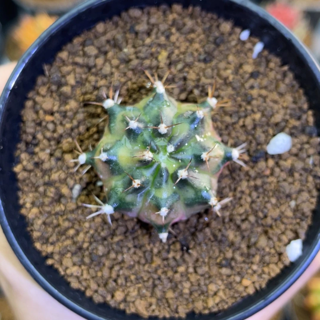 米哈星球00000000003