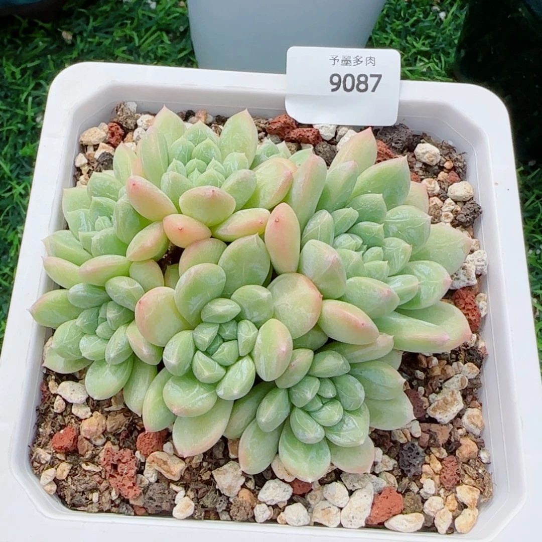 百达翡翠，9087多肉植物