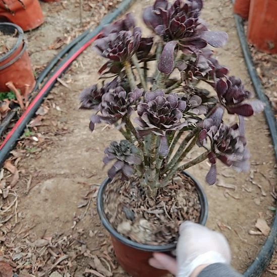 黑法师加急发货了4