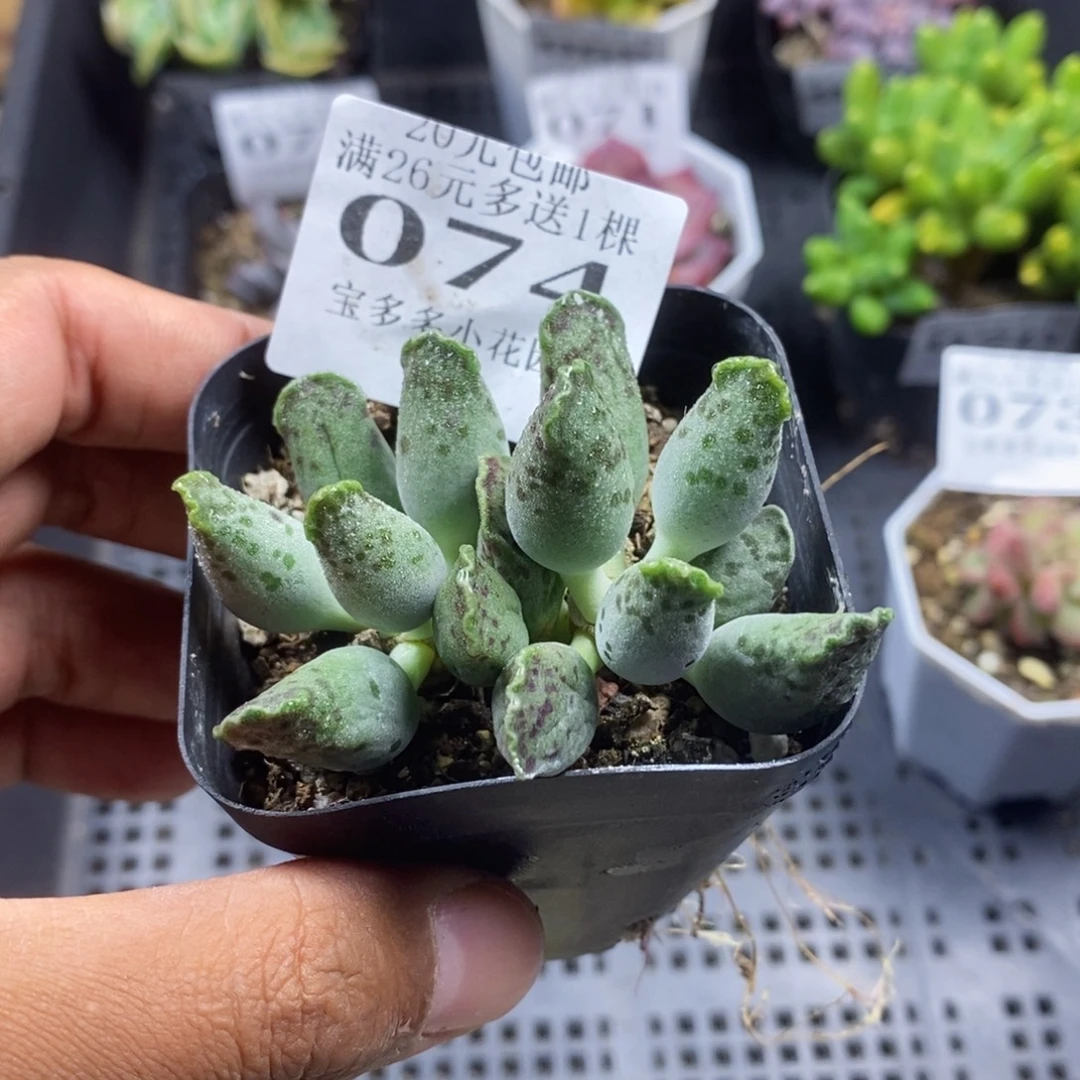 双头海豹水泡一物一拍满20包邮满26送一颗多肉