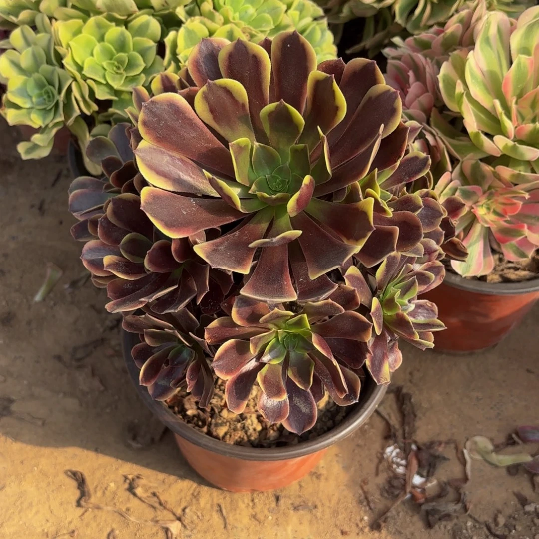 金边欧嘉莉13.8法师多肉木质