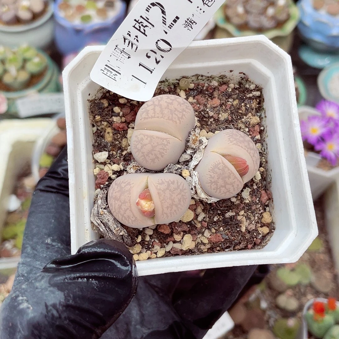 生石花满18包邮1120-218