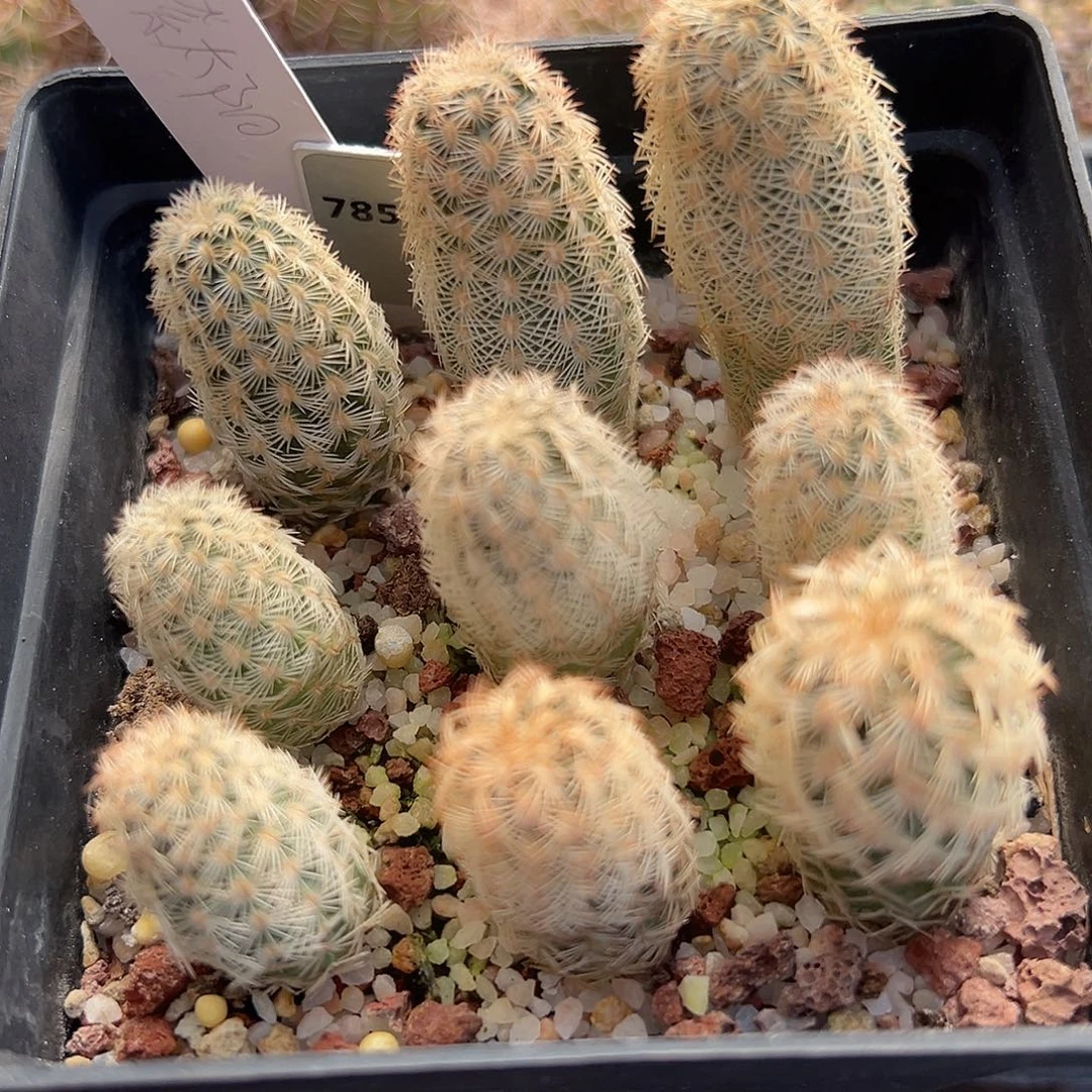 7740一盆9个实生紫太阳