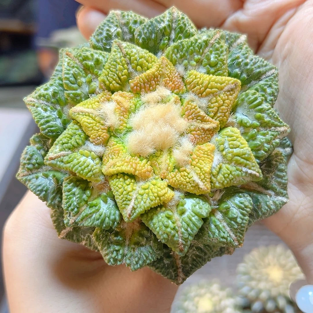 12号苗接颗粒尤黑牡丹带锦无根9.3公分小瑕疵