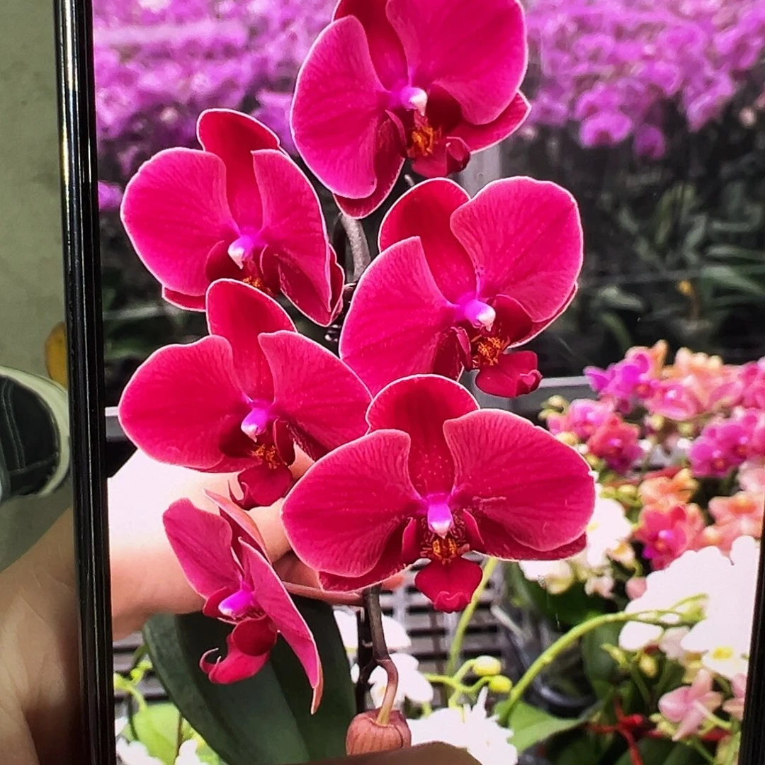 当前无花栽培后可以开花红梅大苗子发货
