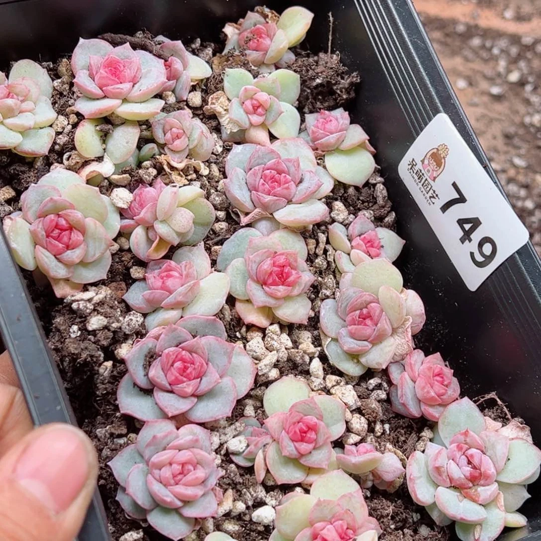 糖***喵多肉植物多肉植物