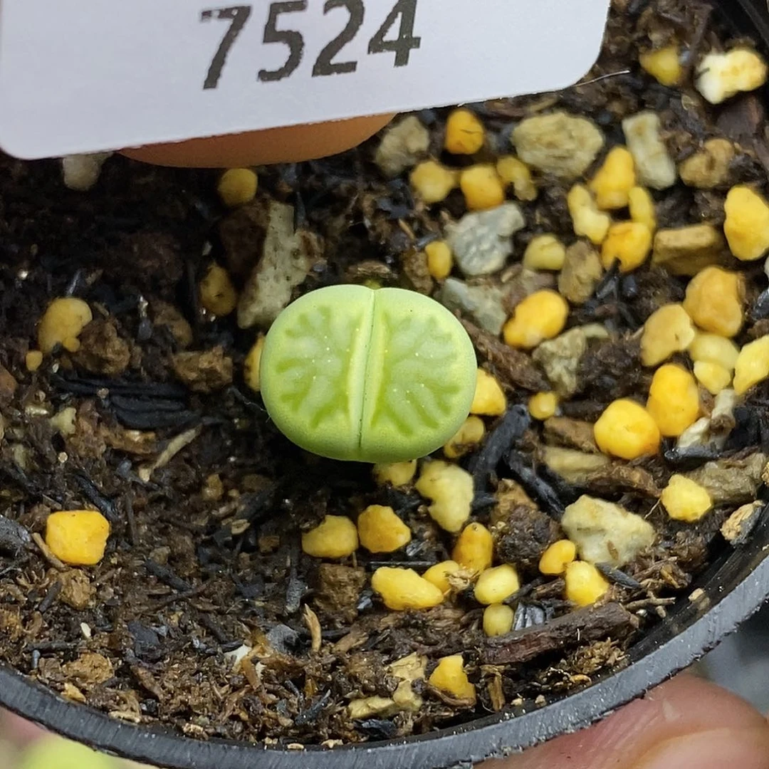 7524。略高。小特一下。。。