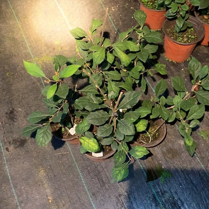 完全开放金陵长生嫁接苗35.8