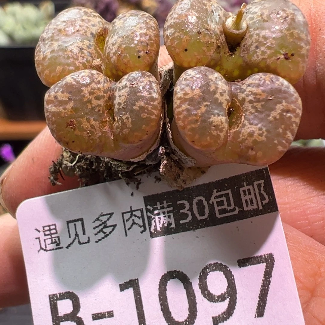 多肉植物1111111111111