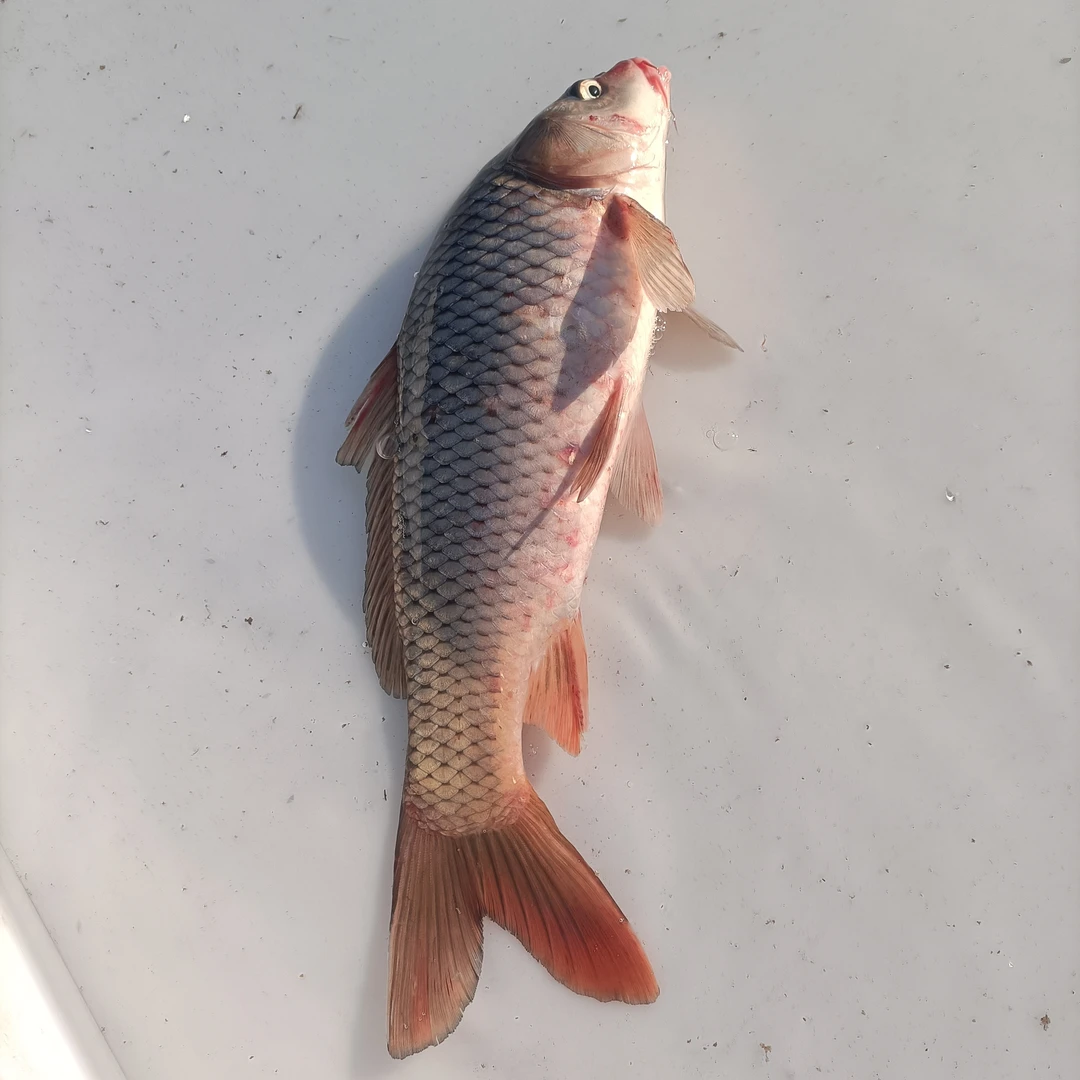 京东空运野生小鲤鱼