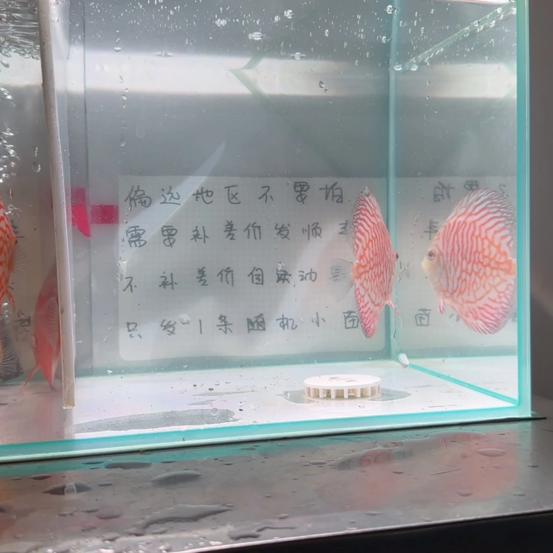 七彩神仙鱼七彩神仙8-11