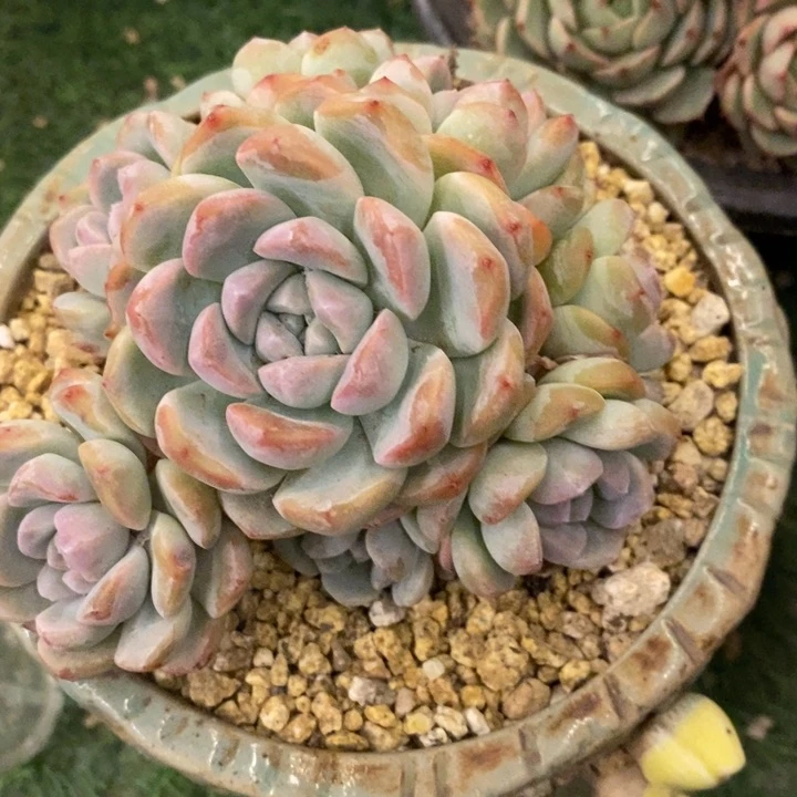 A*d多肉乐园精品冰玉