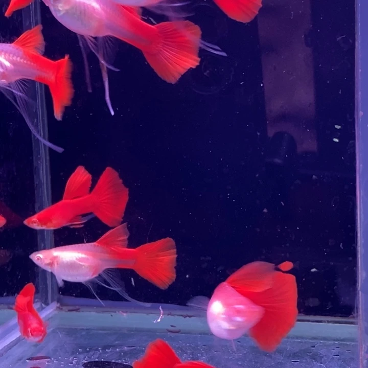 孔雀鱼血红飘带10条包邮
