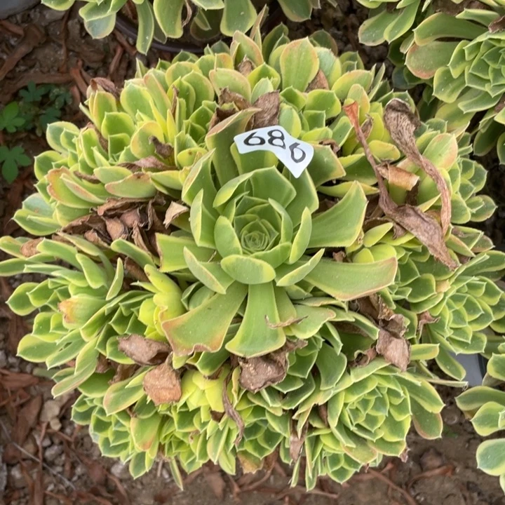 无花朵686多肉植物青萌