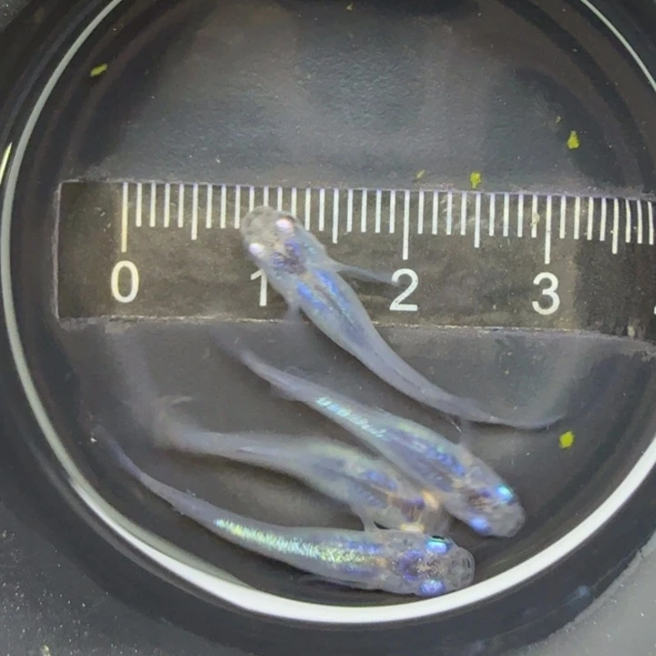 青鳉鱼水滴24号青鳉