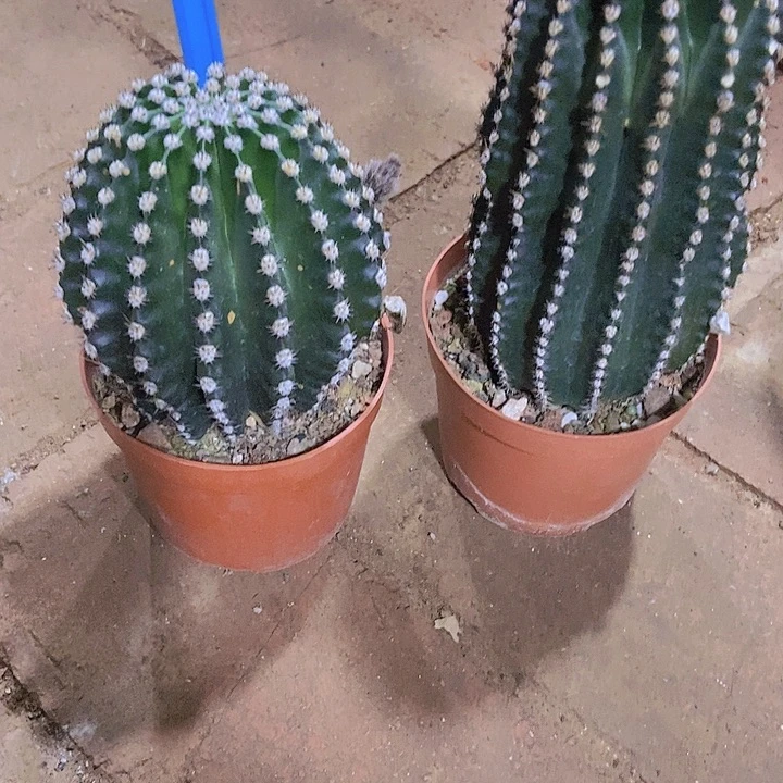 敏***5仙人掌金刚一7 －24