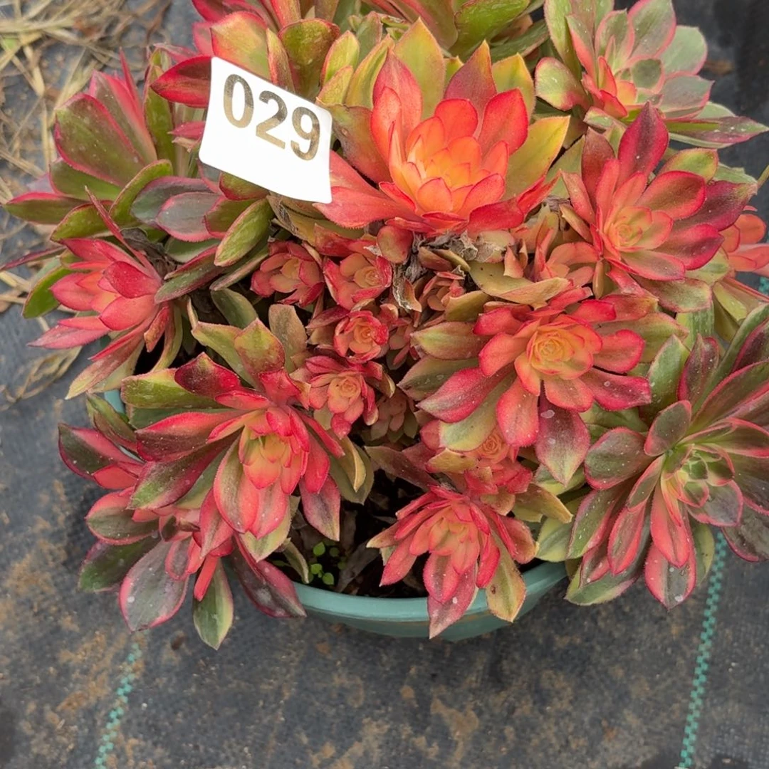 029黑膜锦38976894498