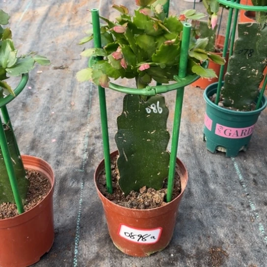 a***心086蟹爪兰尾号0898