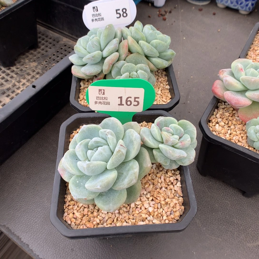猫***宁58-165 冰玉石化多肉