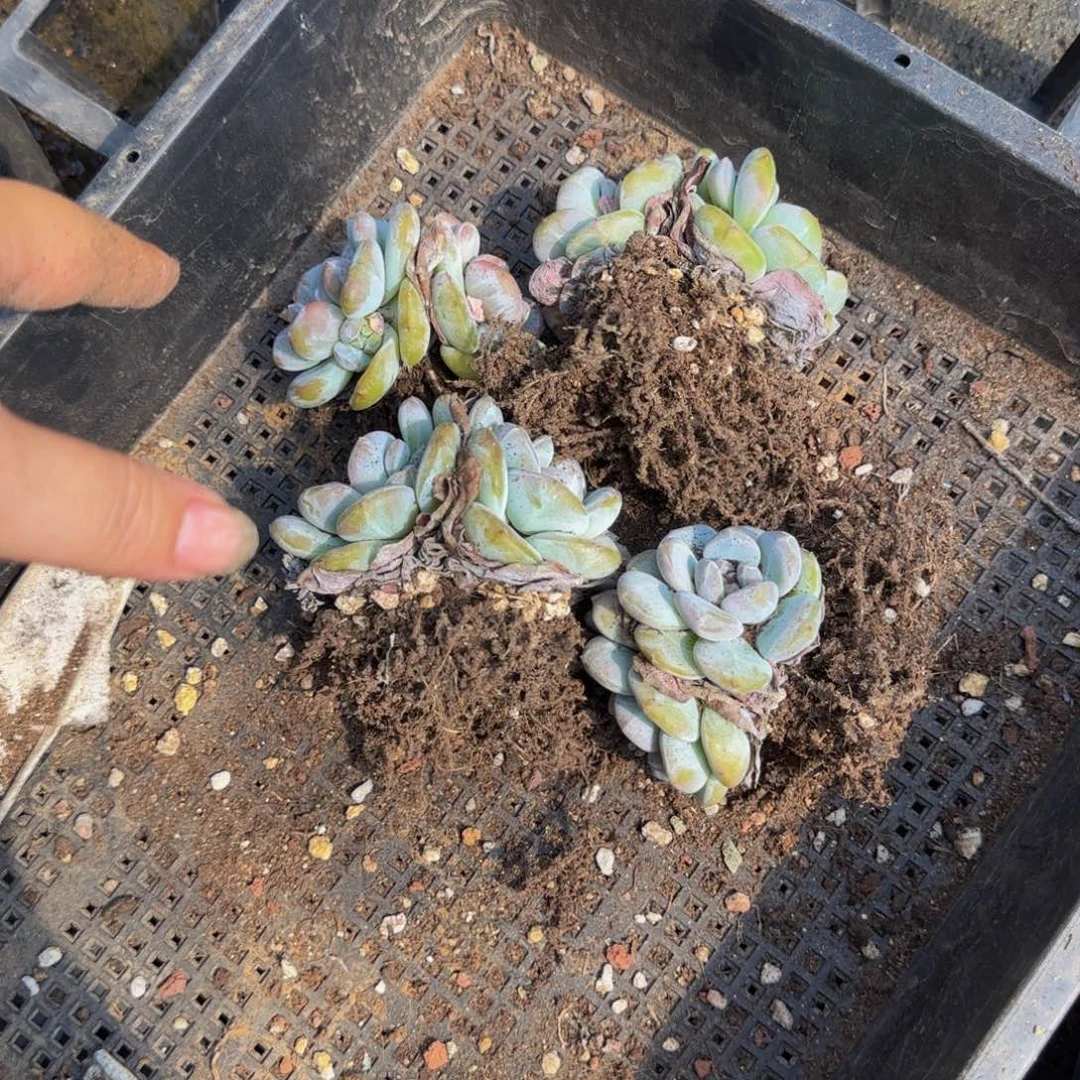 双头日系一颗特价！