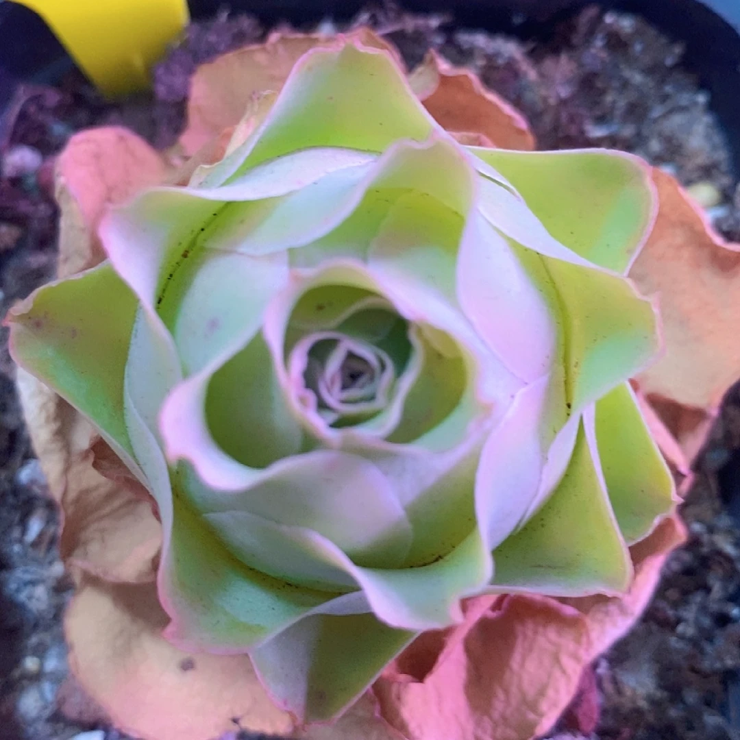 山地玫瑰一物一拍008