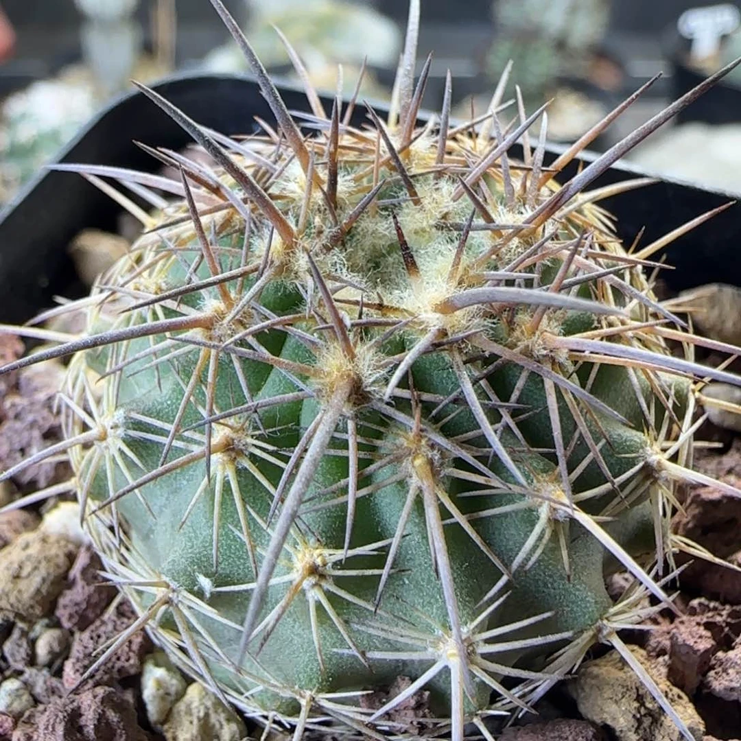 07实生伊须罗玉多肉3.4