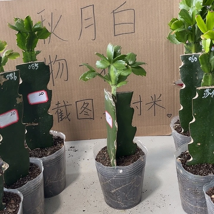 沐****当前无花朵，栽培后可花朵061