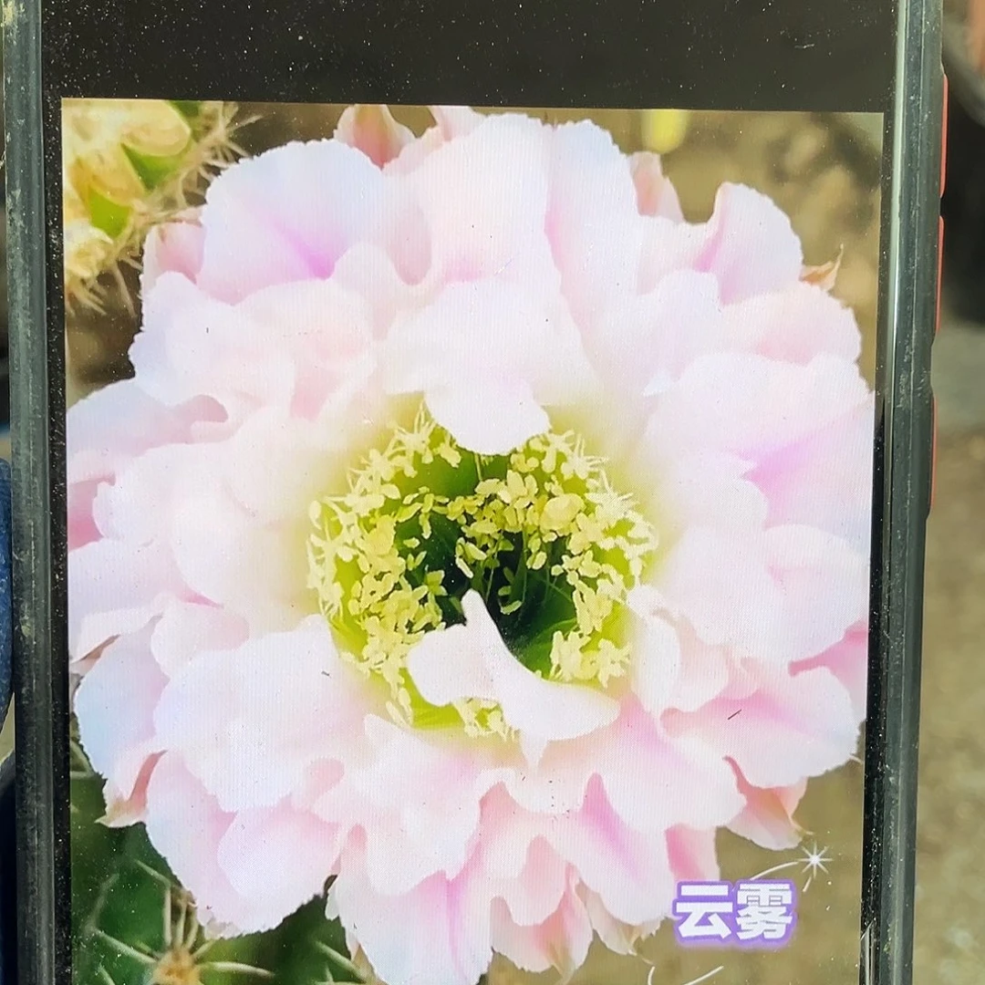 Cc286自根球9公分左右带盆土