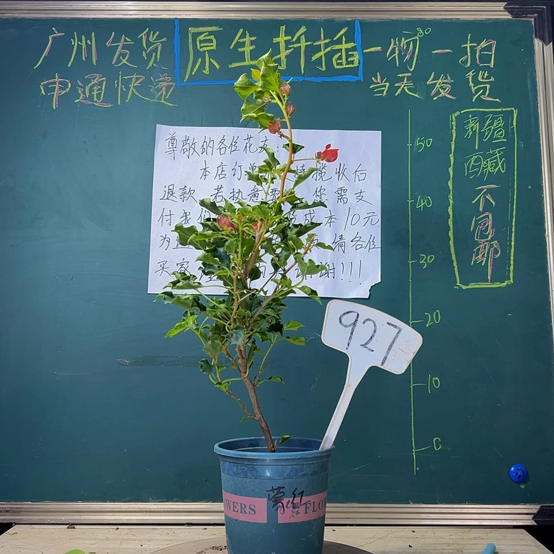 当前无花栽培后可以开花 福利 蒙娜丽莎红  927