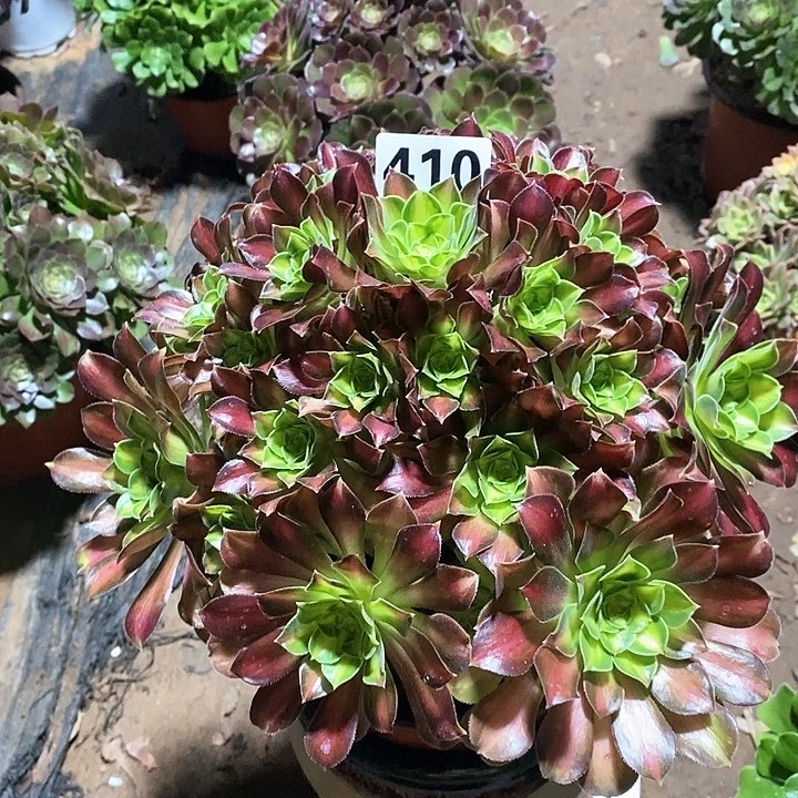 卡**泡法师植物12345678