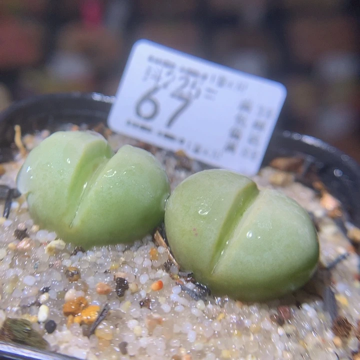 新年快乐呀225.67