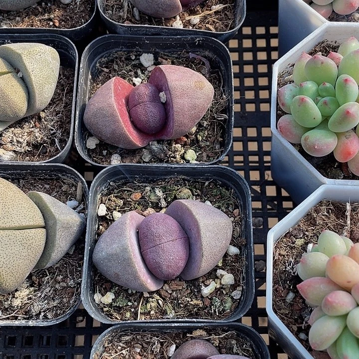 大紫元宝带盆土发过