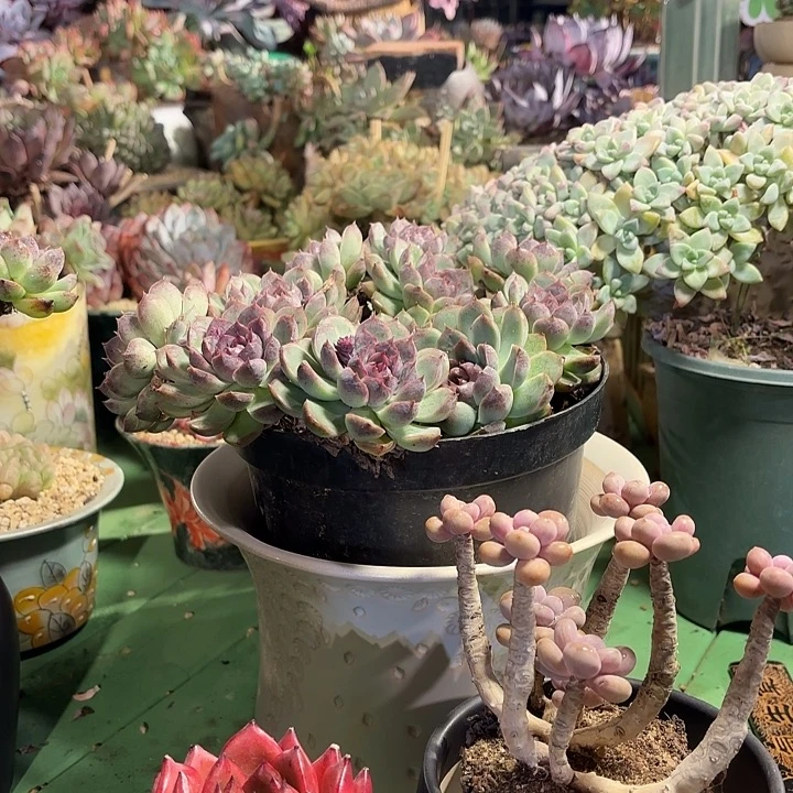 红洛神多肉植物啦啦啦